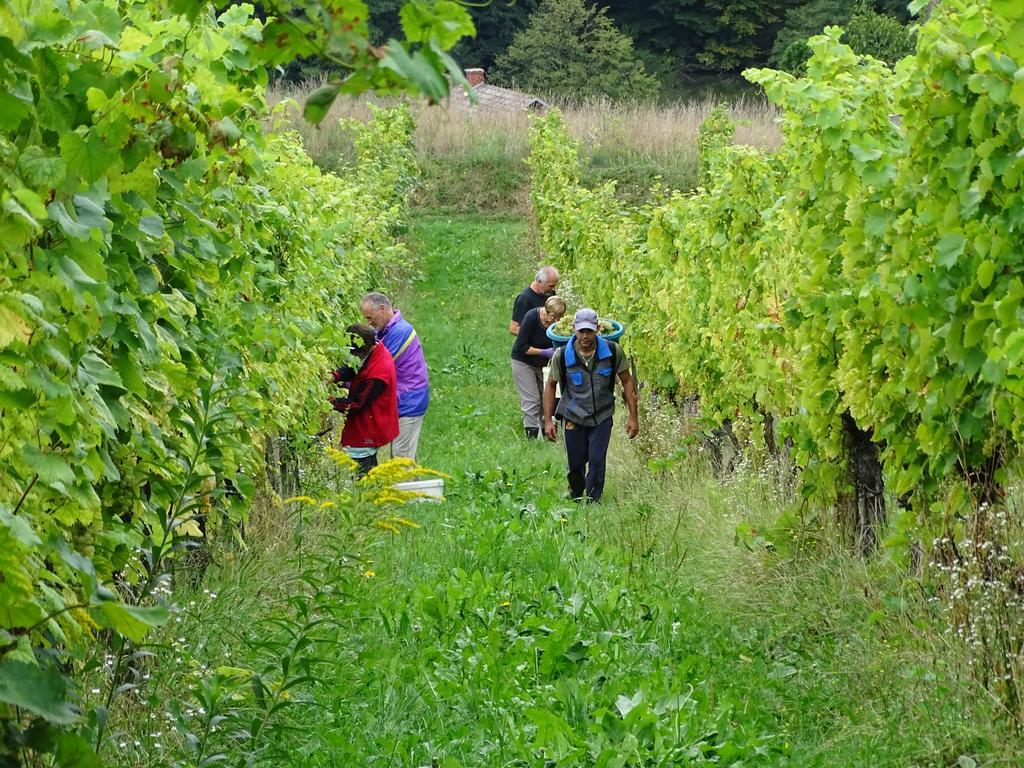 Farm Stay Frank Ozmec Wine And Glamping Estate Ljutomer Eksteriør billede