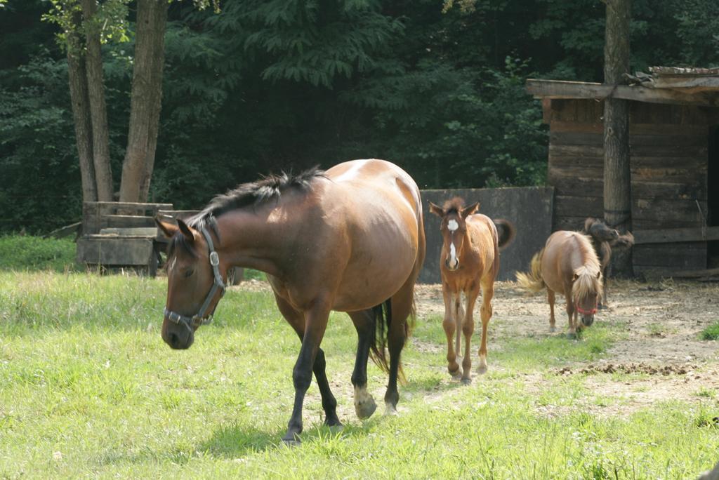 Farm Stay Frank Ozmec Wine And Glamping Estate Ljutomer Eksteriør billede